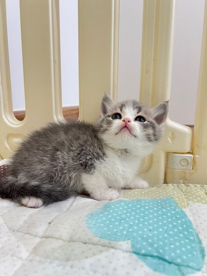 ดช สก็อตติช รูปที่ 7