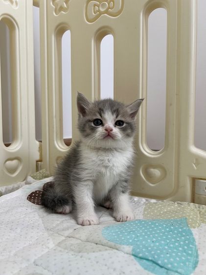 ดช สก็อตติช รูปที่ 2