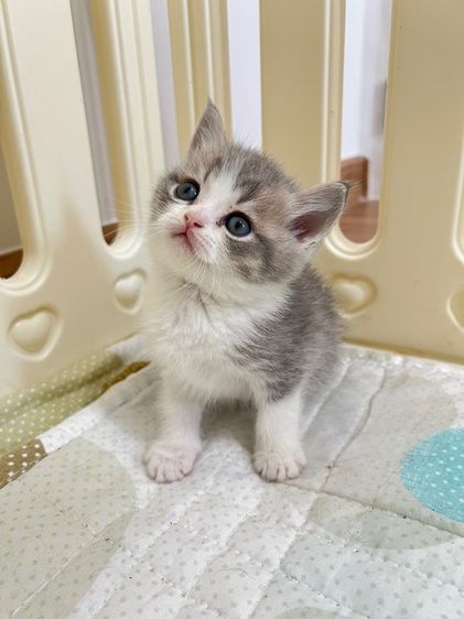 ดช สก็อตติช รูปที่ 9