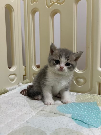 ดช สก็อตติช