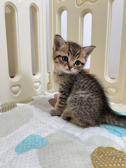 ดช สก็อตติช รูปที่ 7