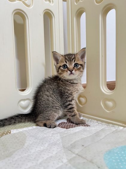 ดช สก็อตติช รูปที่ 8