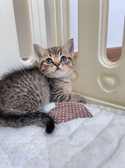 ดช สก็อตติช รูปที่ 9