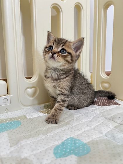 ดช สก็อตติช รูปที่ 2