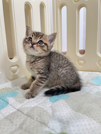 ดช สก็อตติช รูปที่ 4