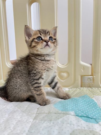 ดช สก็อตติช รูปที่ 6