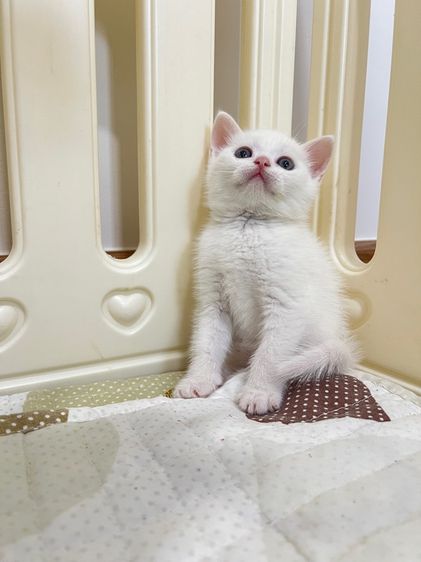 ดช สก็อตติช รูปที่ 6