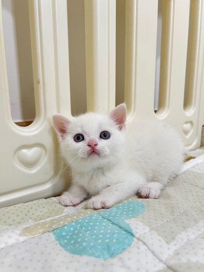 ดช สก็อตติช รูปที่ 9