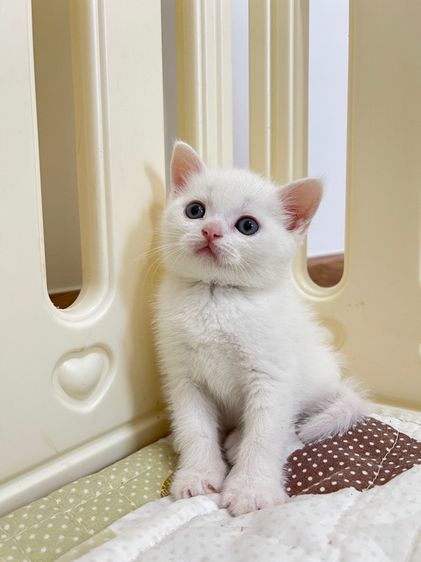 ดช สก็อตติช