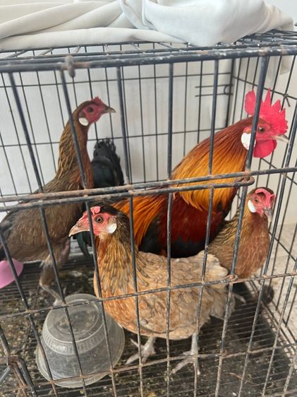 ไก่แจ้ป่าหูขาว