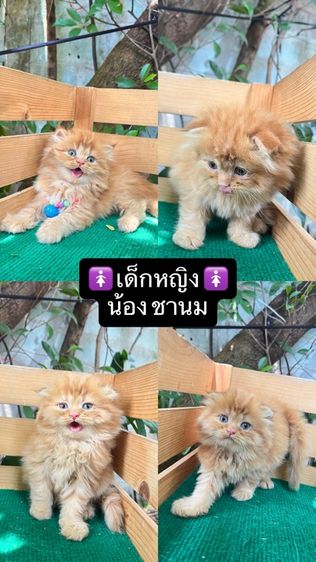 แมวสก็อตติช รูปที่ 3