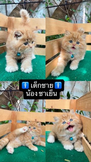 แมวสก็อตติช รูปที่ 4