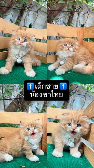 แมวสก็อตติช รูปที่ 5