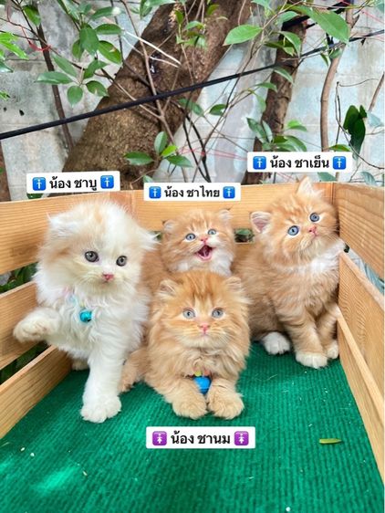 แมวสก็อตติช