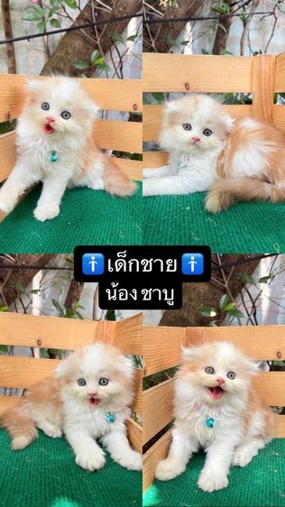 แมวสก็อตติช รูปที่ 2