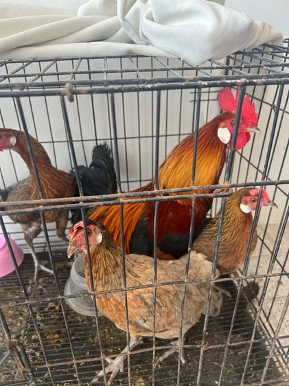 ไก่แจ้ป่าหูขาว