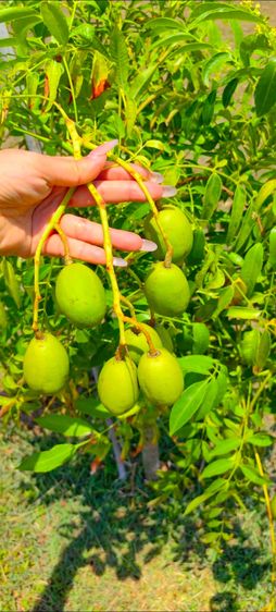 บ้านพักตากอากาศ สวนสวยผลไม้ดก รูปที่ 3