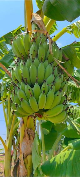 บ้านพักตากอากาศ สวนสวยผลไม้ดก รูปที่ 2