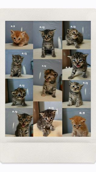 สก็อตติสผสมอเมริกัน