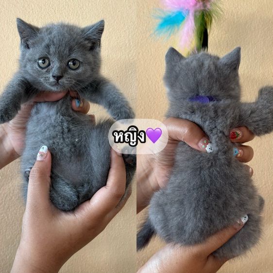 ลูกบริติชสีบลู
