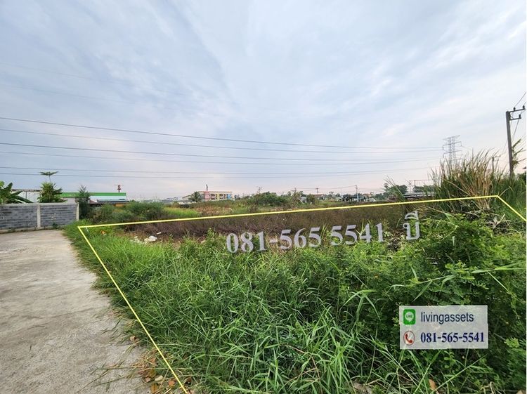 ขายที่ดินลำลูกกา 200 ตารางวา ซอยสุสวาท6 ย่านชุมชน ติดถนนคอนกรีต ลาดสวาย ปทุมธานี รูปที่ 2