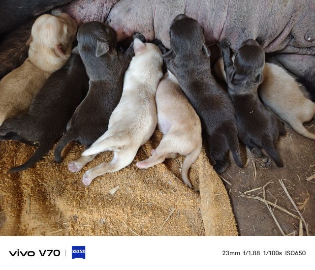 ลูกสุนัขลาบราดอร์