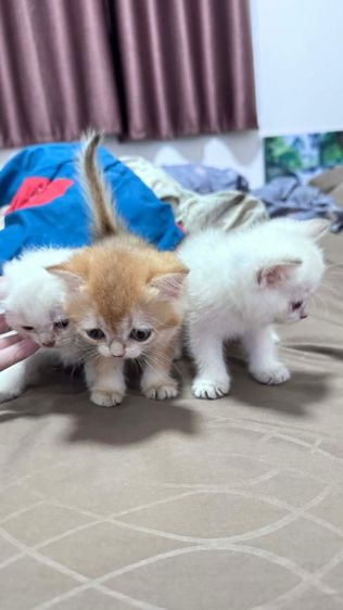 ลูกแมว รูปที่ 4