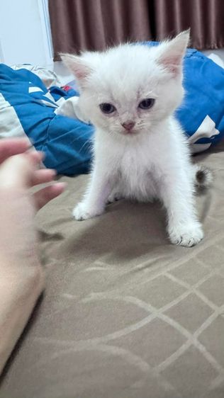 ลูกแมว รูปที่ 3