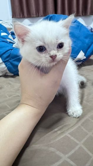 ลูกแมว รูปที่ 2