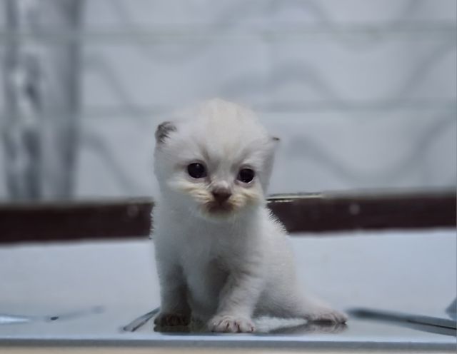 หาบ้านให้น้องแมวมั้นชกิ้นหิมาลายันแต้มพ้อยท์สวยๆครบน้องน่ารักมากๆครับ รูปที่ 4