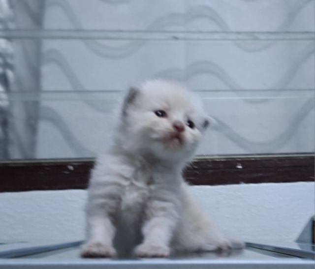 หาบ้านให้น้องแมวมั้นชกิ้นหิมาลายันแต้มพ้อยท์สวยๆครบน้องน่ารักมากๆครับ รูปที่ 6