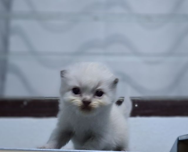 หาบ้านให้น้องแมวมั้นชกิ้นหิมาลายันแต้มพ้อยท์สวยๆครบน้องน่ารักมากๆครับ รูปที่ 3