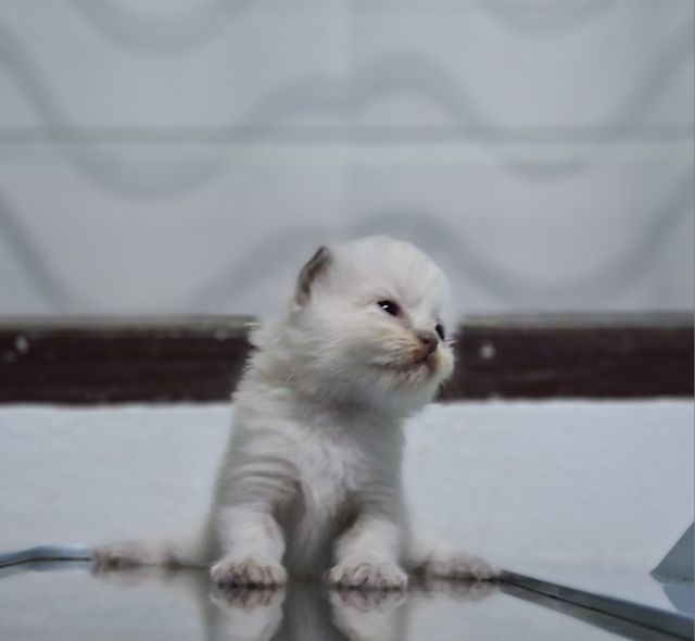 หาบ้านให้น้องแมวมั้นชกิ้นหิมาลายันแต้มพ้อยท์สวยๆครบน้องน่ารักมากๆครับ รูปที่ 14