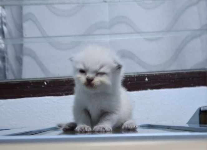 หาบ้านให้น้องแมวมั้นชกิ้นหิมาลายันแต้มพ้อยท์สวยๆครบน้องน่ารักมากๆครับ รูปที่ 9