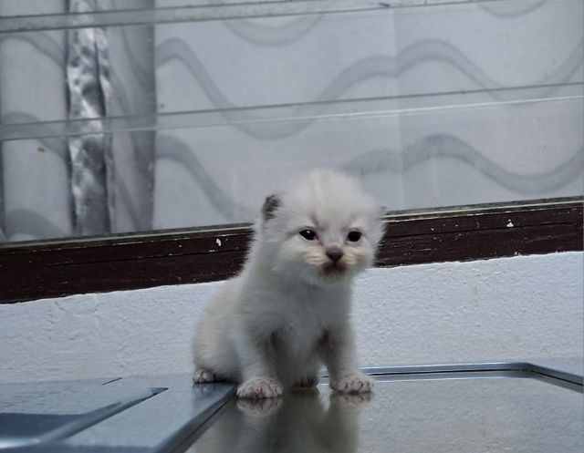 หาบ้านให้น้องแมวมั้นชกิ้นหิมาลายันแต้มพ้อยท์สวยๆครบน้องน่ารักมากๆครับ รูปที่ 15