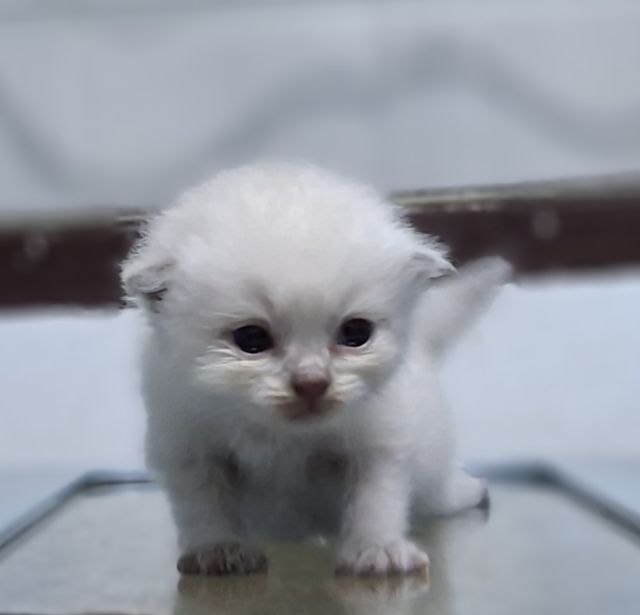 หาบ้านให้น้องแมวมั้นช์กิ้นหิมาลายันสวยๆพ้อยทแต้มครบสีบลูพ้อยท์ รูปที่ 8