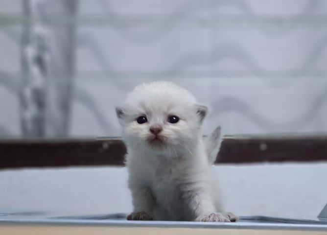 หาบ้านให้น้องแมวมั้นช์กิ้นหิมาลายันสวยๆพ้อยทแต้มครบสีบลูพ้อยท์ รูปที่ 2