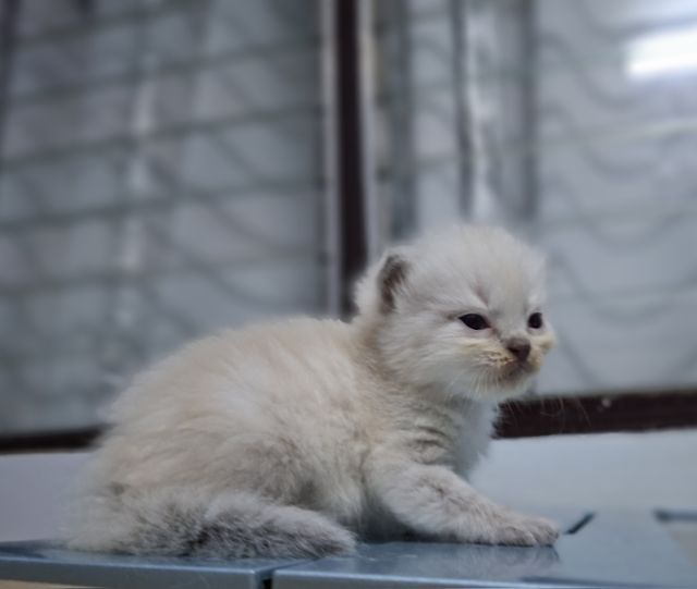 หาบ้านให้น้องแมวมั้นช์กิ้นหิมาลายันสวยๆพ้อยทแต้มครบสีบลูพ้อยท์ รูปที่ 7