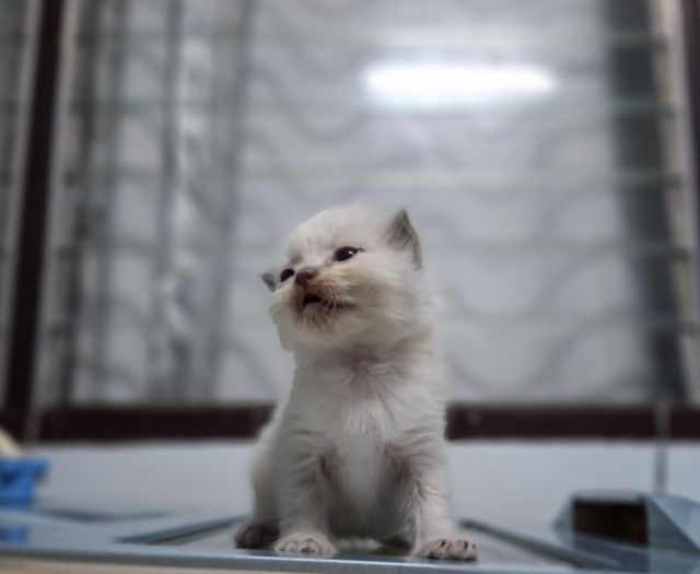 หาบ้านให้น้องแมวมั้นช์กิ้นหิมาลายันสวยๆพ้อยทแต้มครบสีบลูพ้อยท์ รูปที่ 9