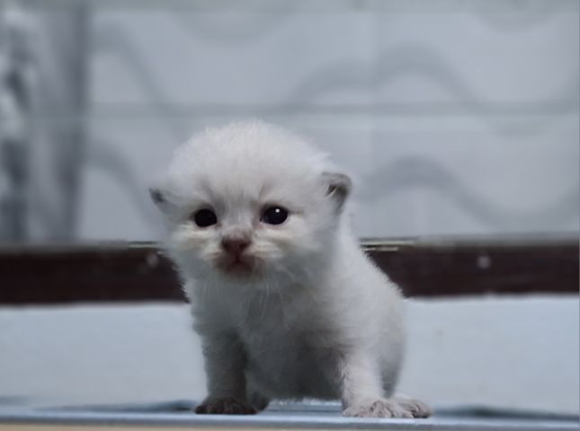 หาบ้านให้น้องแมวมั้นช์กิ้นหิมาลายันสวยๆพ้อยทแต้มครบสีบลูพ้อยท์ รูปที่ 3