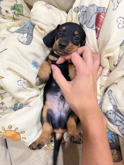 แรบบิทดัชชุน รูปที่ 4