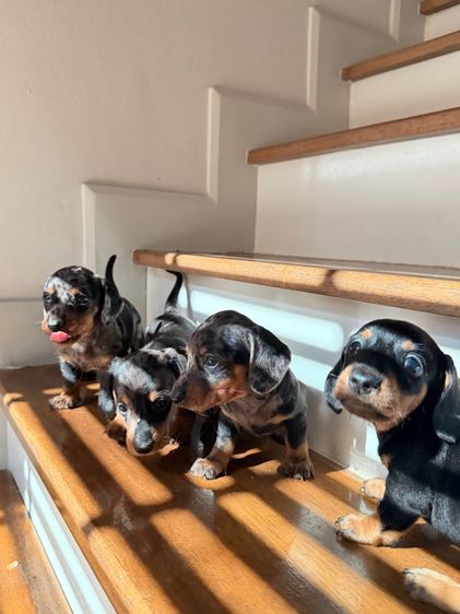 แรบบิทดัชชุน รูปที่ 6