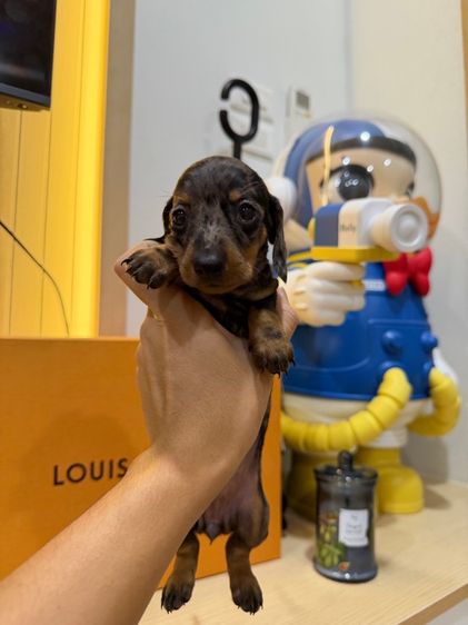 แรบบิทดัชชุน รูปที่ 2