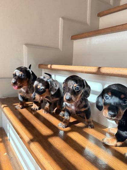 แรบบิทดัชชุน รูปที่ 8