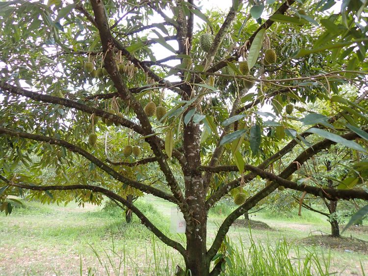 ประกาศขาย สวนทุเรียน 