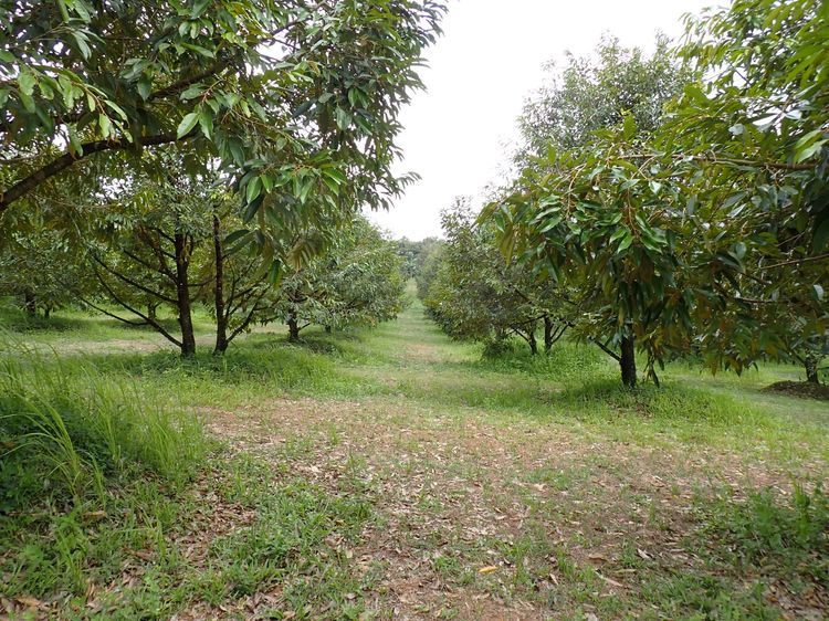 ประกาศขาย สวนทุเรียน  รูปที่ 4