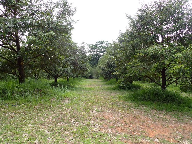 ประกาศขาย สวนทุเรียน  รูปที่ 3