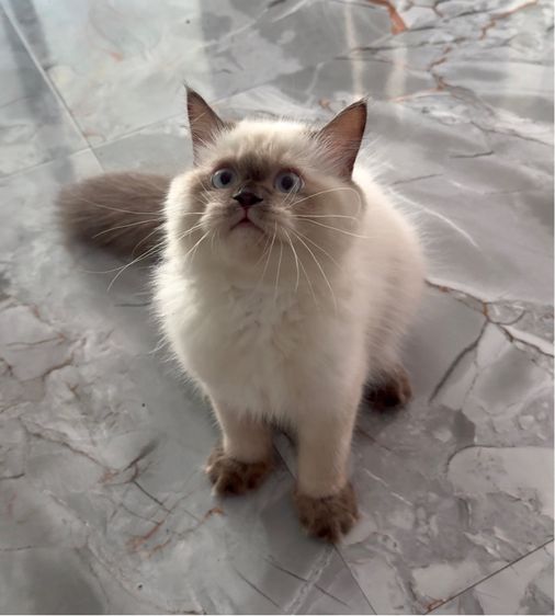 แมวสีบลูพ้อย รูปที่ 2