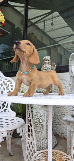 พิเศษรับสงกรานต์ ดัชชุนขนสั้นสีน้ำตาลครีมเพศผู้ พร้อมย้ายบ้าน มีใบเพ็ด รูปที่ 3