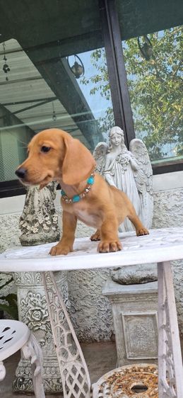 พิเศษรับสงกรานต์ ดัชชุนขนสั้นสีน้ำตาลครีมเพศผู้ พร้อมย้ายบ้าน มีใบเพ็ด รูปที่ 4